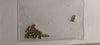 Handrail Knobs MARKITS-Ozzy Brass size 1.8mm long with 1.5mm Ball (12). use .45mm wire  M4HRK1.5  **